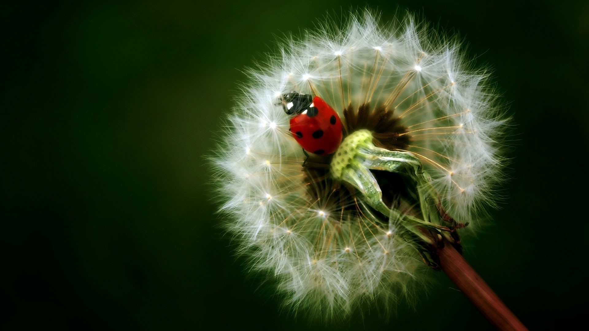 pusteblume-boutique.de